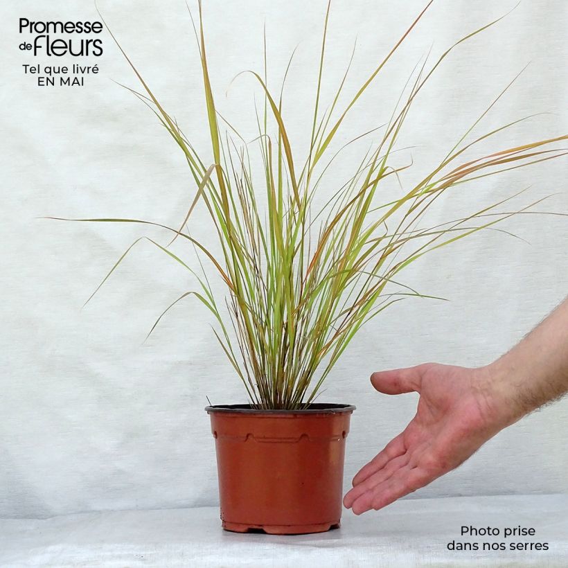 Spécimen de Stipa arundinacea - Anemanthele lessoniana Pot de 2L/3L tel que livré au printemps