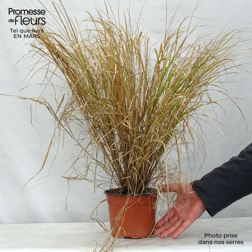 Example of Stipa arundinacea Sirocco - Anemanthele lessoniana Pot de 2L/3L as you get in printemps