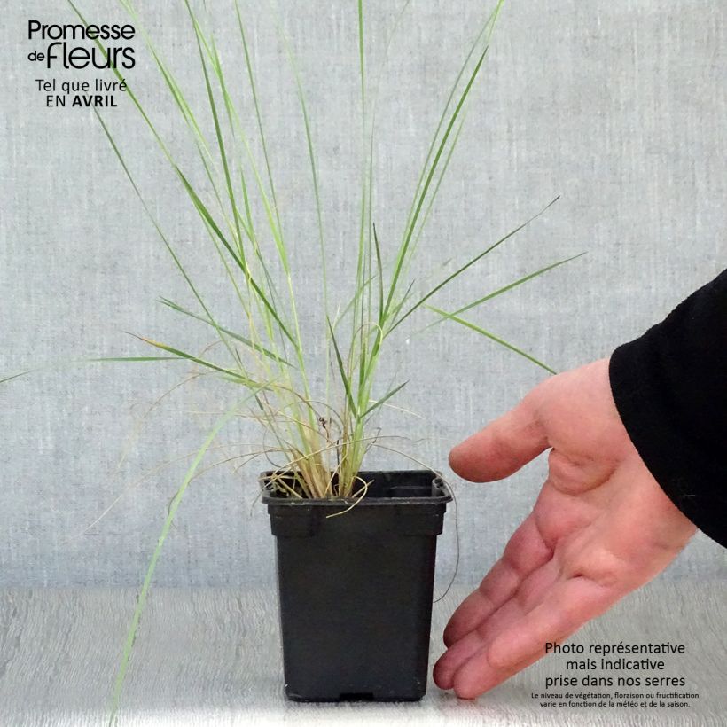 Example of Stipa barbata - Stipe cheveux d'ange. Godet de 7/8 cm as you get in printemps