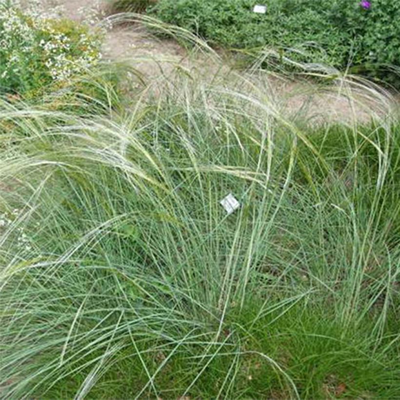 Stipa capillata - Stipe capillaire (Plant habit)