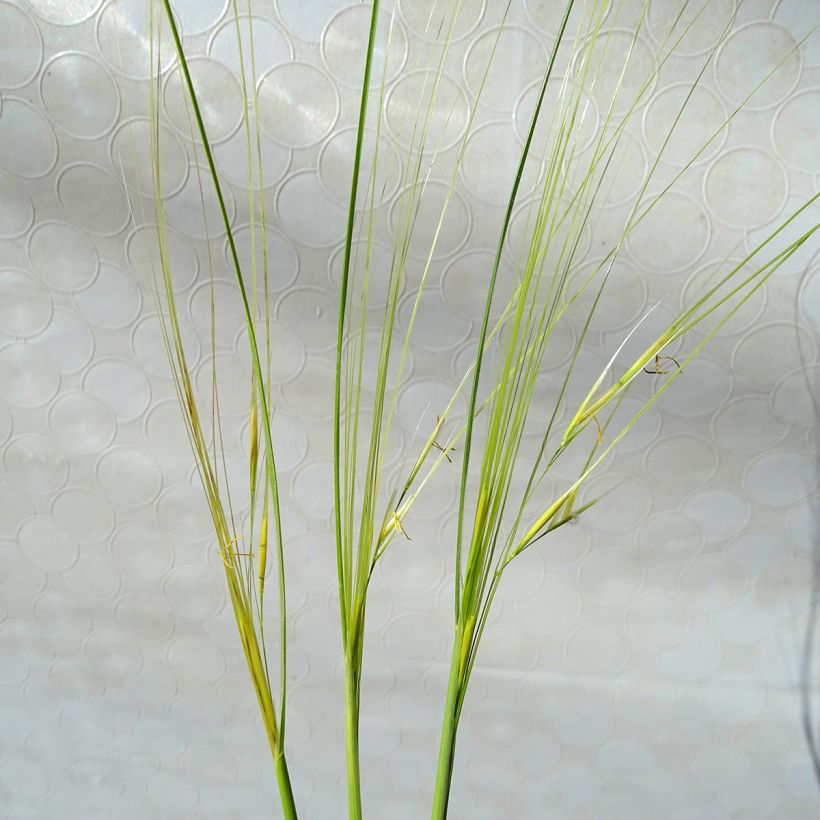 Stipa capillata - Stipe capillaire (Flowering)