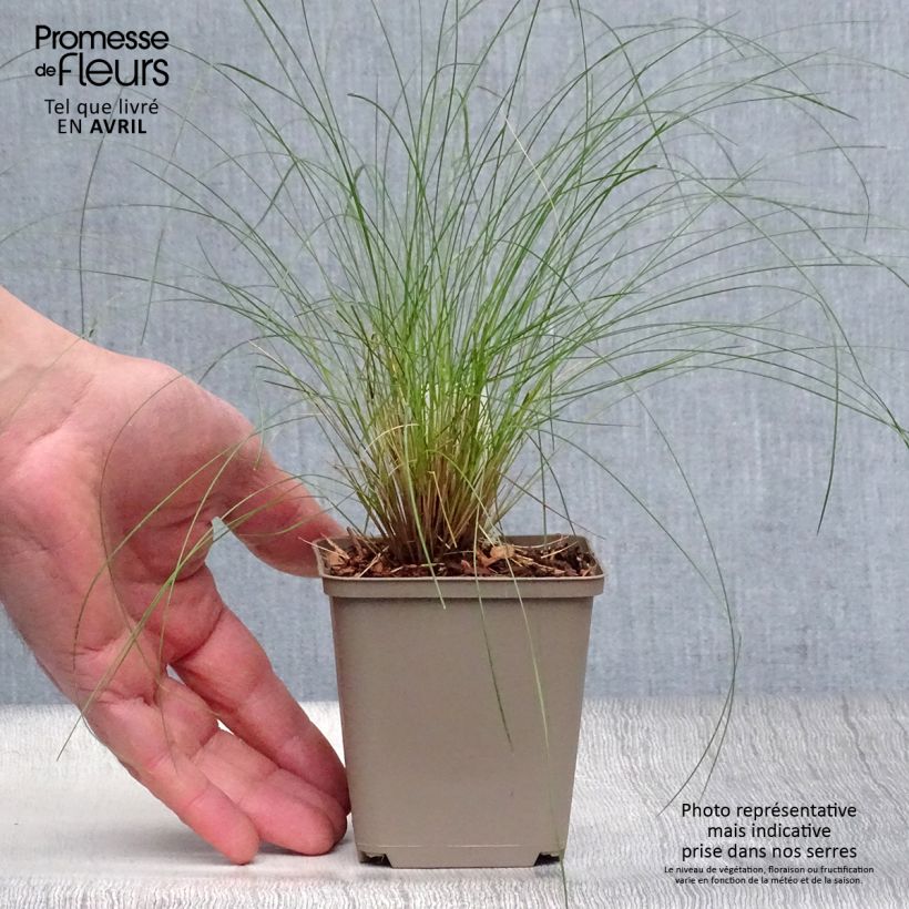 Example of Stipa capillata - Stipe capillaire Godet de 8/9 cm as you get in printemps