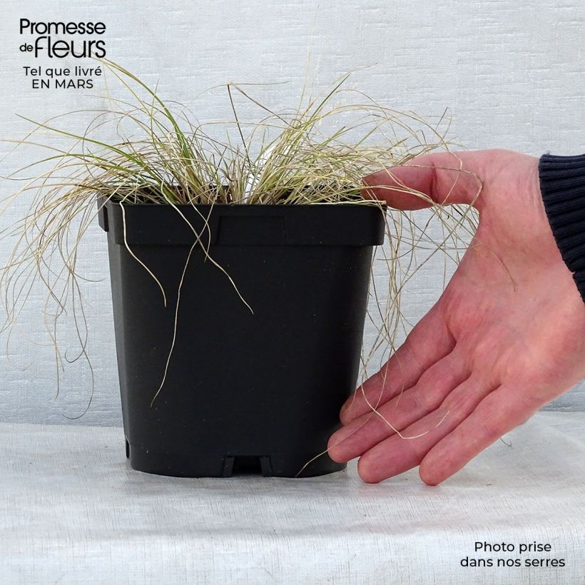 Example of Stipa capillata - Stipe capillaire Pot de 2L/3L as you get in printemps