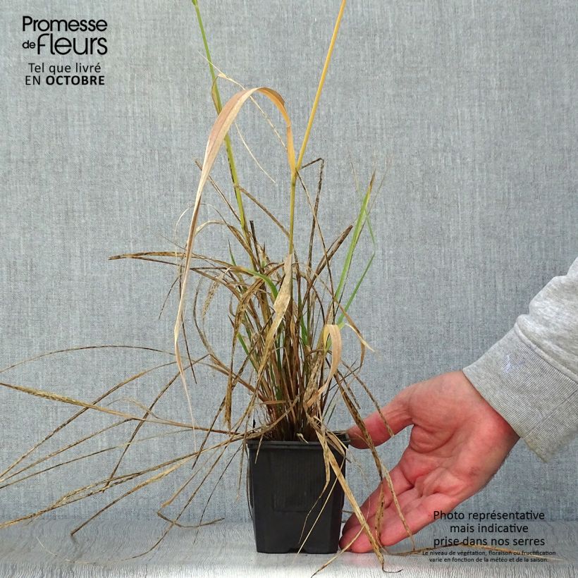 Spécimen de Stipa extremiorientalis - Stipe Godet de 8/9 cm tel que livré en automne