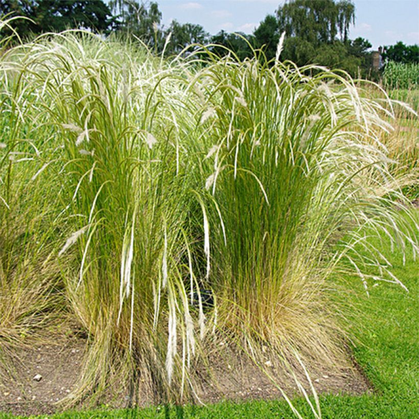 Stipa ichu - Jarava ichu (Plant habit)