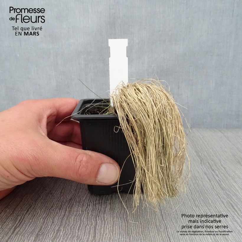 Example of Stipa ichu - Jarava ichu Godet de 7/8 cm as you get in printemps