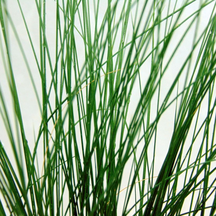 Stipa tenuifolia - Cheveux d'ange Pony Tails (Foliage)