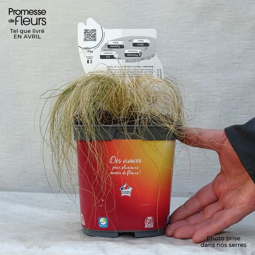 Example of Stipa tenuifolia - Cheveux d'ange Pony Tails Pot de 2L/3L as you get in printemps