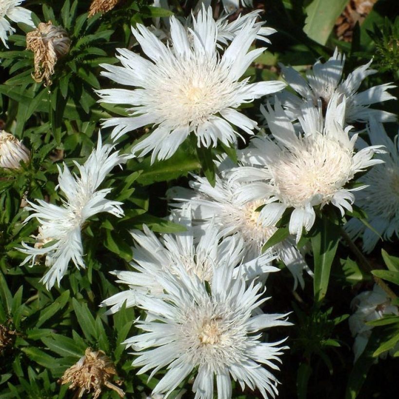 Stokesia laevis Alba - Bleuet d'Amérique - Stokésie blanche (Flowering)