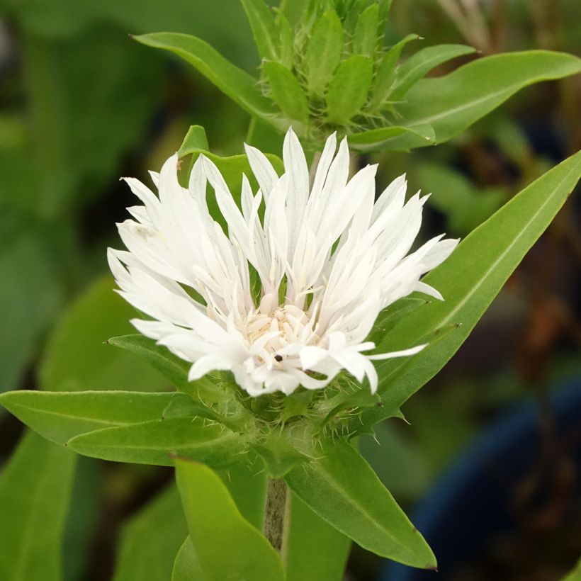 Stokesia laevis Alba - Bleuet d'Amérique - Stokésie blanche (Feuillage)
