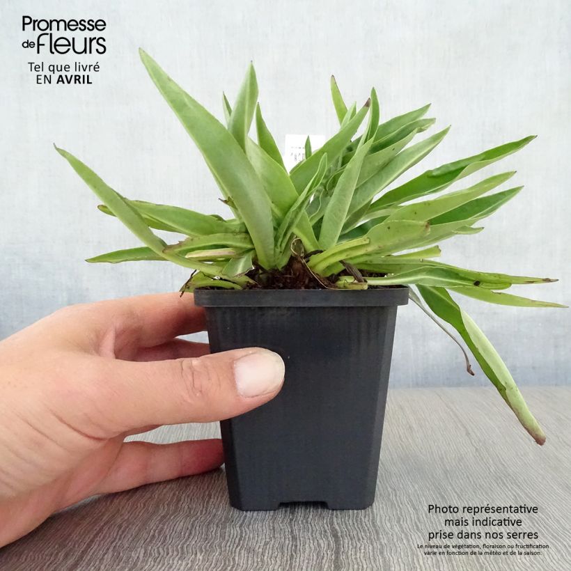 Example of Stokesia laevis Alba - Bleuet d'Amérique - Stokésie blanche Godet de 8/9 cm as you get in printemps