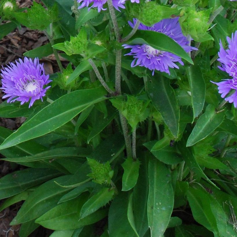 Stokesia laevis Blue Star - Bleuet d'Amérique. (Foliage)