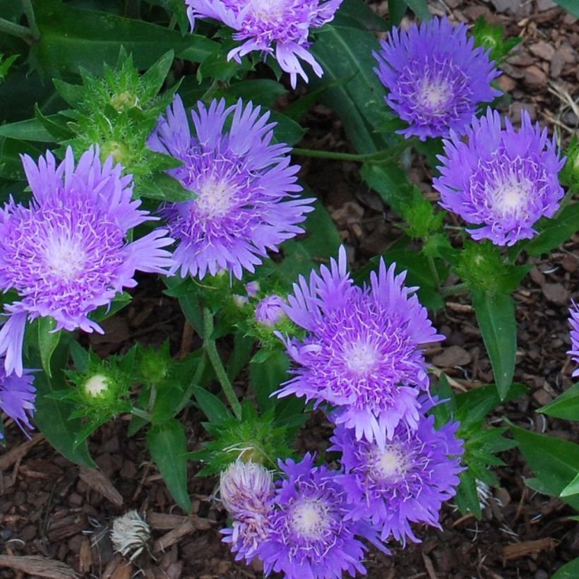 Stokesia laevis Blue Star - Bleuet d'Amérique. (Flowering)