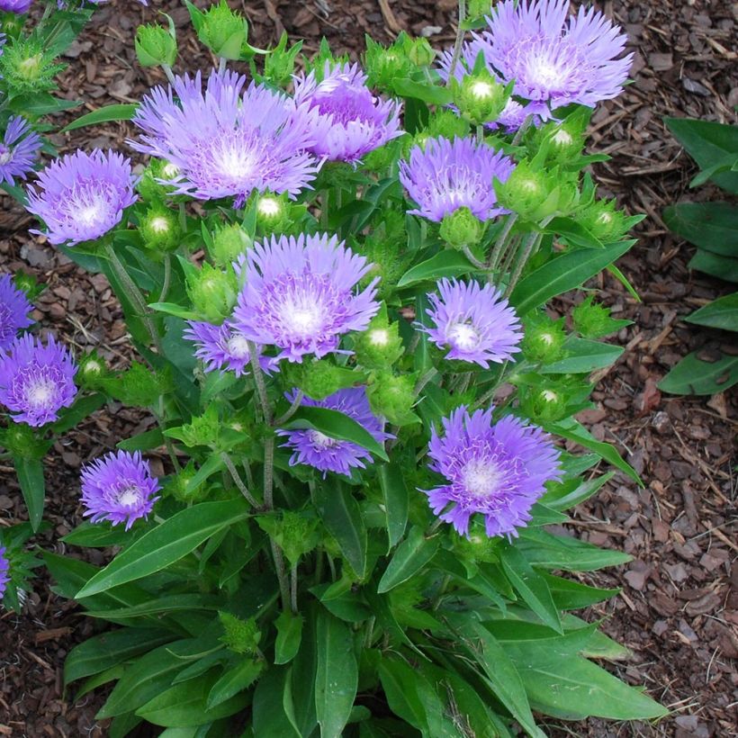 Stokesia laevis Blue Star - Bleuet d'Amérique. (Plant habit)