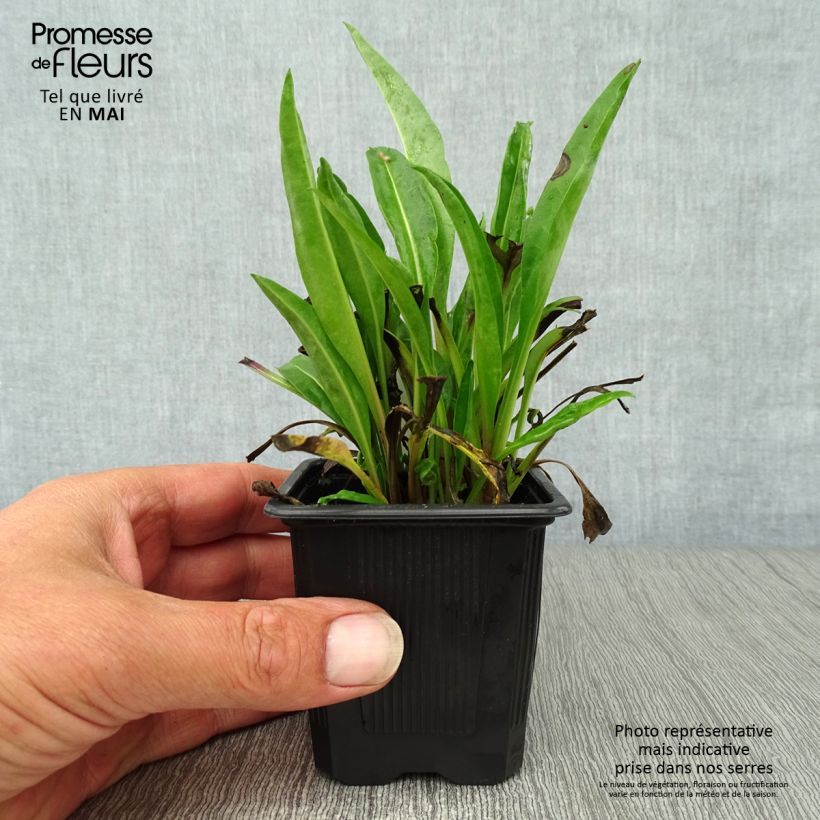 Example of Stokesia laevis Blue Star - Bleuet d'Amérique. Godet de 8/9 cm as you get in printemps