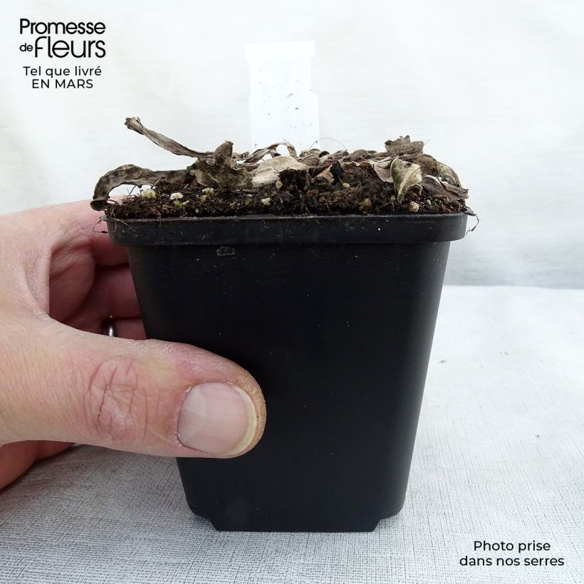 Spécimen de Stokesia laevis Elf - Bleuet d'Amérique Godet de 8/9 cm tel que livré au printemps