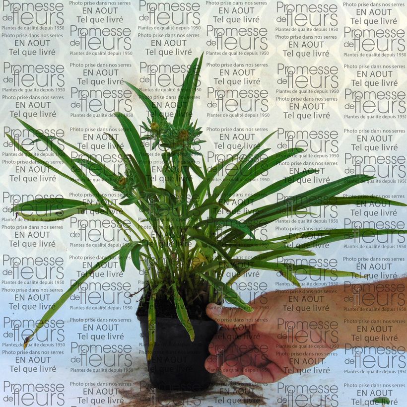 Exemple de spécimen de Stokesia laevis Mary Gregory - Bleuet d'Amérique Godet de 8/9 cm tel que livré