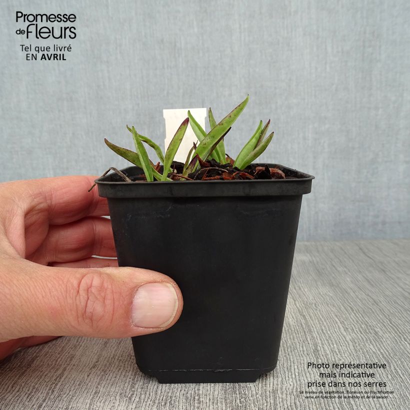 Spécimen de Stokesia laevis Purple Parasols - Bleuet d'Amérique Godet de 8/9 cm tel que livré au printemps