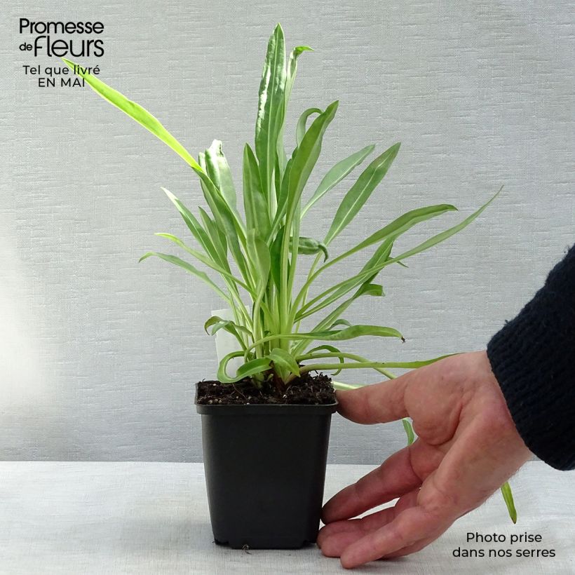 Example of Stokesia laevis Traumerei - Bleuet d'Amérique. Godet de 8/9 cm as you get in printemps