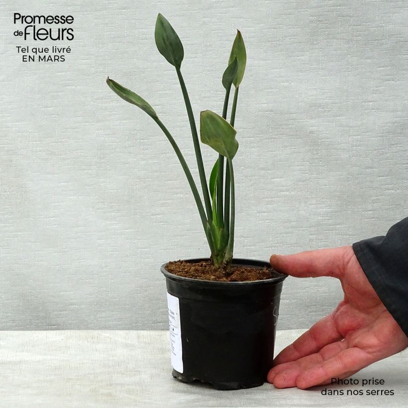 Example of Strelitzia juncea - Oiseau de paradis à tiges de jonc Pot de 12 cm / 13 cm as you get in printemps