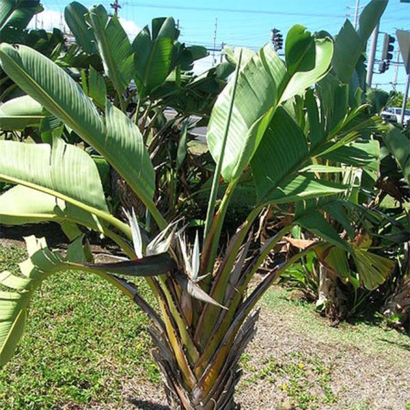 Strelitzia nicolai - Oiseau de Paradis blanc, géant  (Foliage)