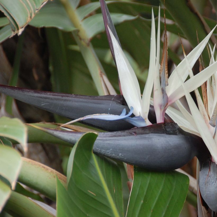 Strelitzia nicolai - Oiseau de Paradis blanc, géant  (Flowering)