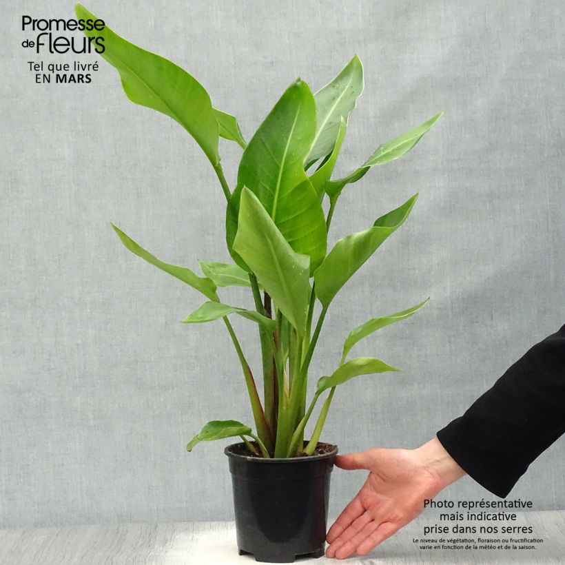 Example of Strelitzia nicolai - Oiseau de Paradis blanc, géant  Pot de 2L/3L as you get in printemps