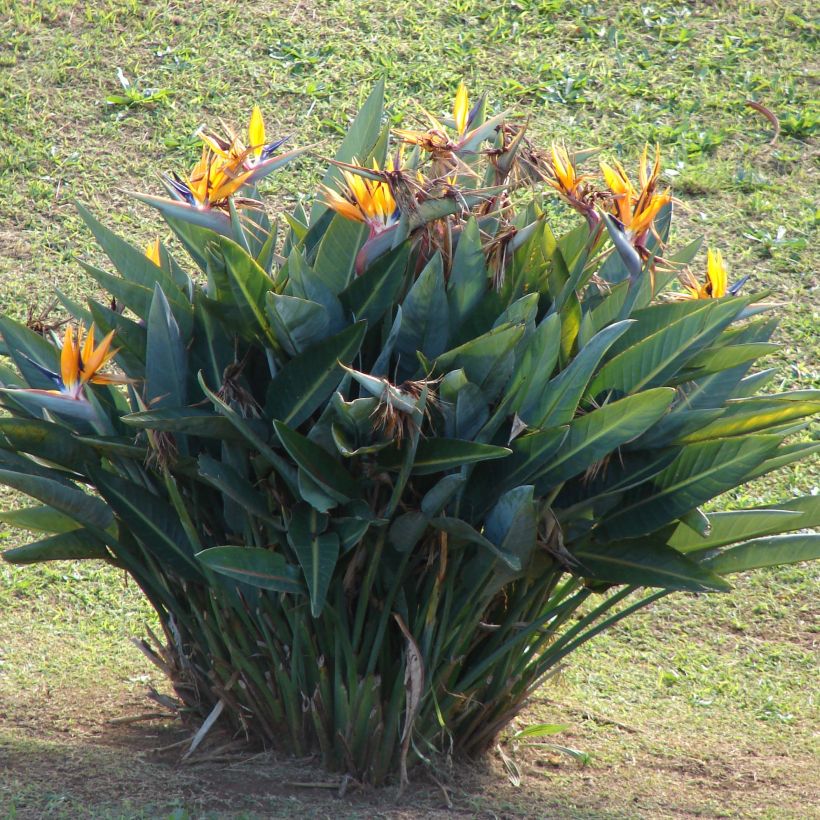 Strelitzia reginae - Oiseau de Paradis (Plant habit)