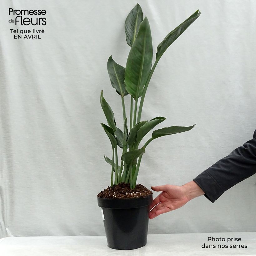 Example of Strelitzia reginae - Oiseau de Paradis Pot de 2L/3L as you get in printemps