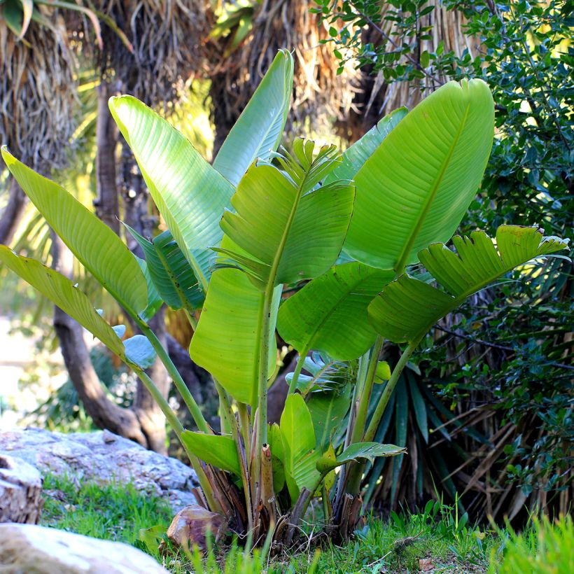 Graines d'Oiseau de Paradis blanc - Strelitzia nicolai (Port)
