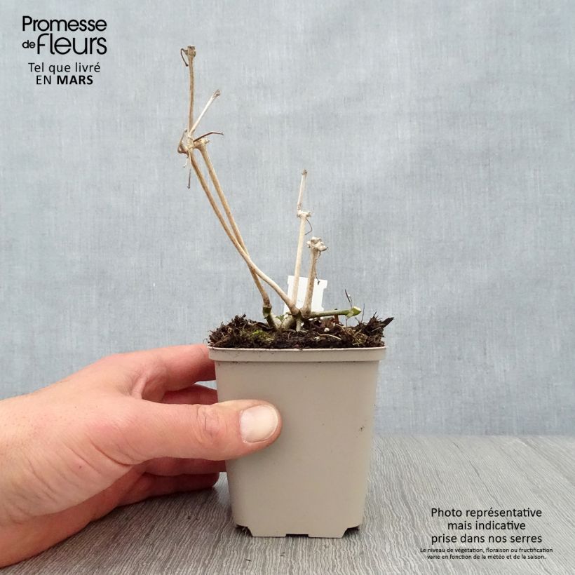 Spécimen de Strobilanthes attenuata - Strobilanthe Godet de 8/9 cm tel que livré au printemps