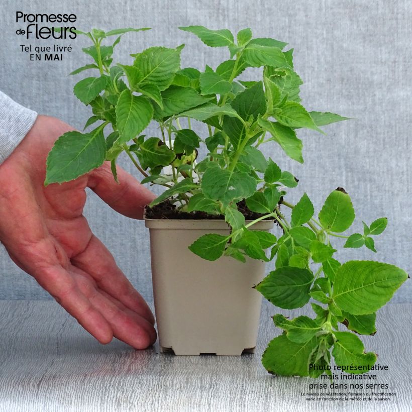 Example of Strobilanthes attenuata Blue Carpet - Strobilanthe Godet de 8/9 cm as you get in printemps