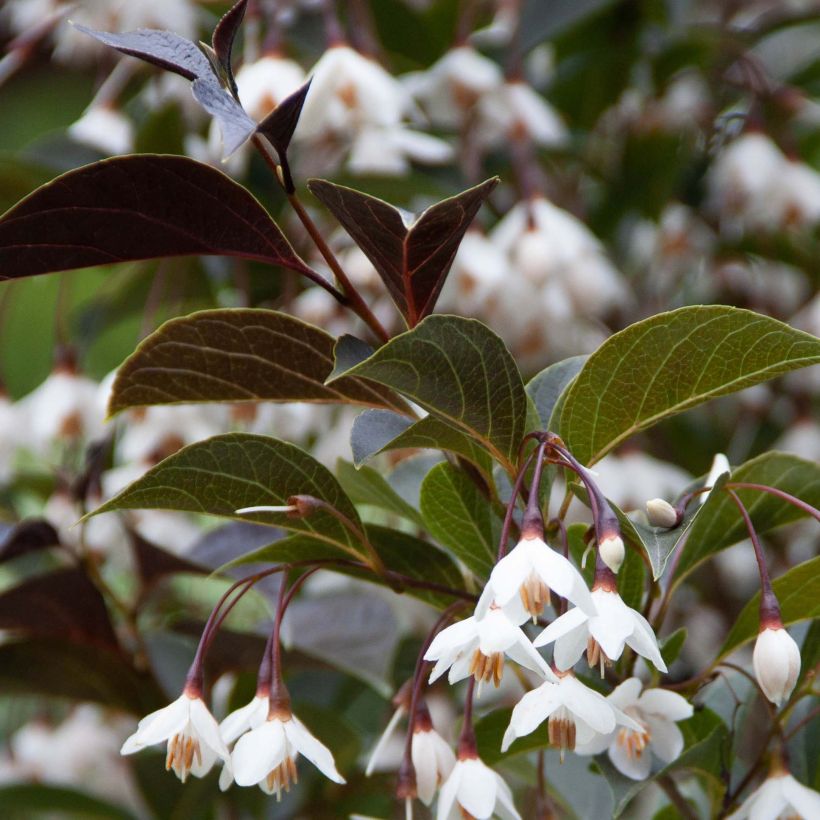 Styrax japonica Evening Light - Styrax japonais (Foliage)
