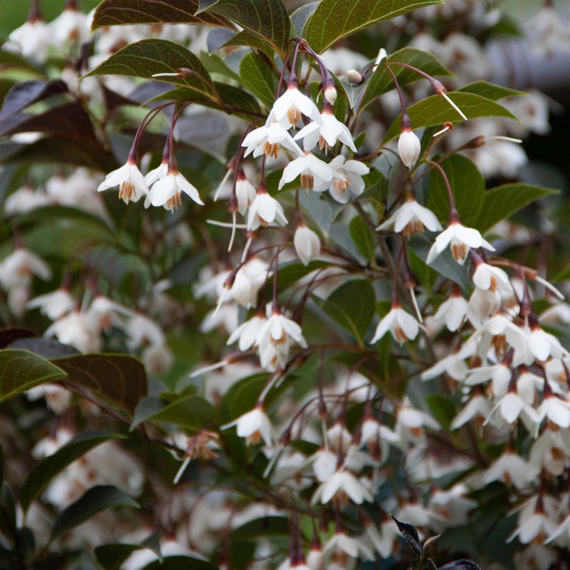 Styrax japonica Evening Light - Styrax japonais (Flowering)