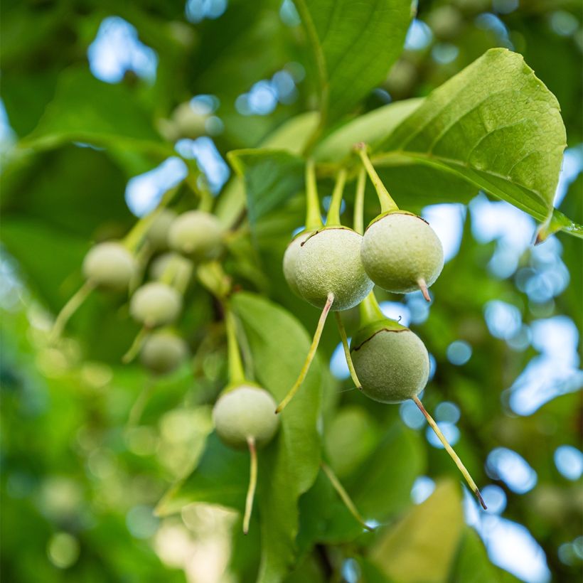 Styrax japonica Fargesii - Styrax japonais (Récolte)