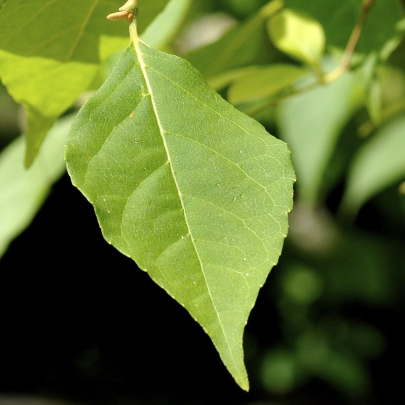 Styrax japonica Fragrant Fountain (Foliage)