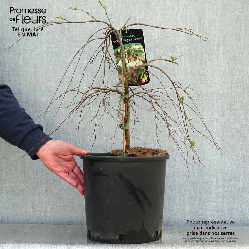 Example of Styrax japonica Fragrant Fountain Pot de 12L/15L as you get in printemps