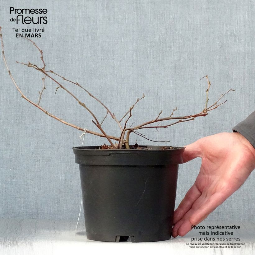 Spécimen de Styrax japonica - Styrax japonais Pot de 3L/4L tel que livré au printemps