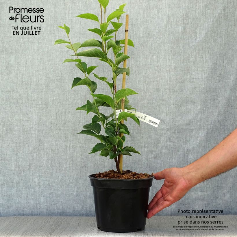 Spécimen de Styrax japonicus June snow - Styrax japonais Pot de 3L/4L tel que livré en été