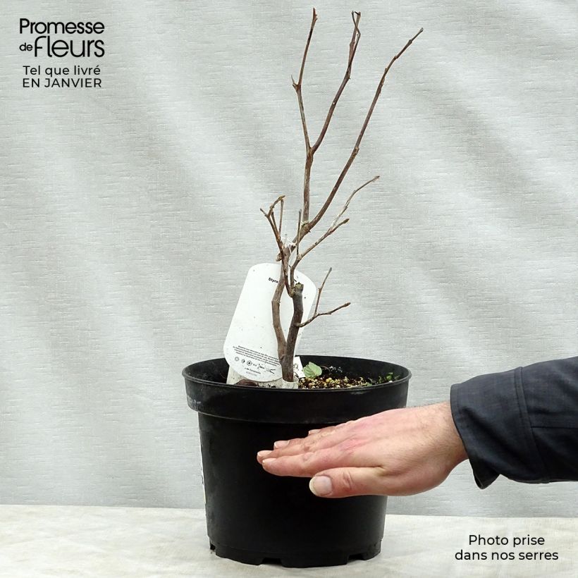 Spécimen de Styrax obassia - Styrax à grandes feuilles Pot de 2L/3L tel que livré en hiver