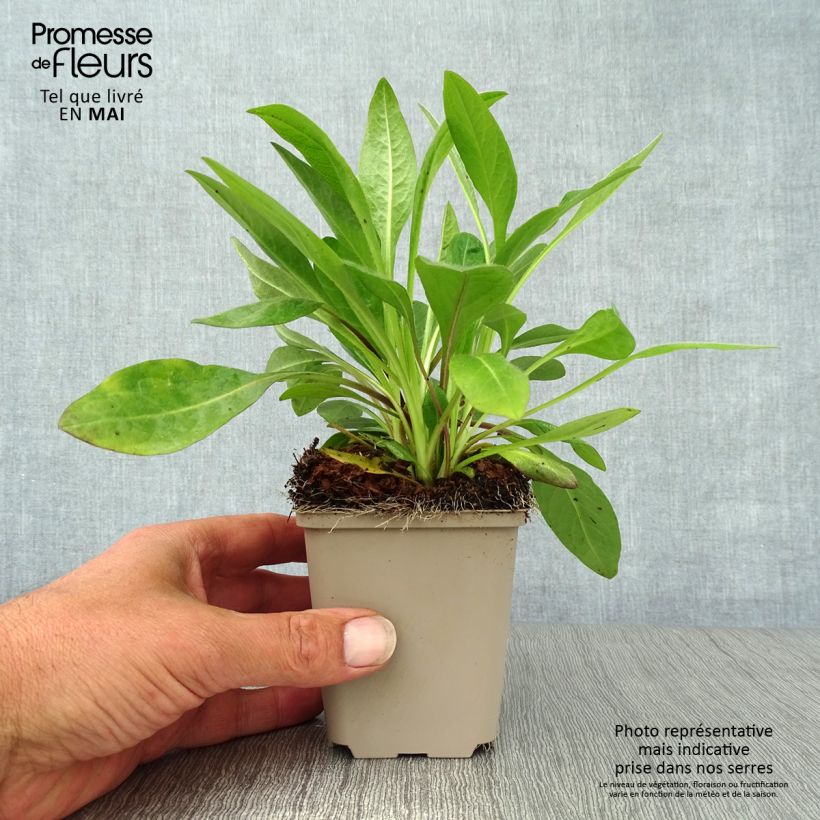 Spécimen de Succisa pratensis - Succise des près Godet de 8/9 cm tel que livré au printemps