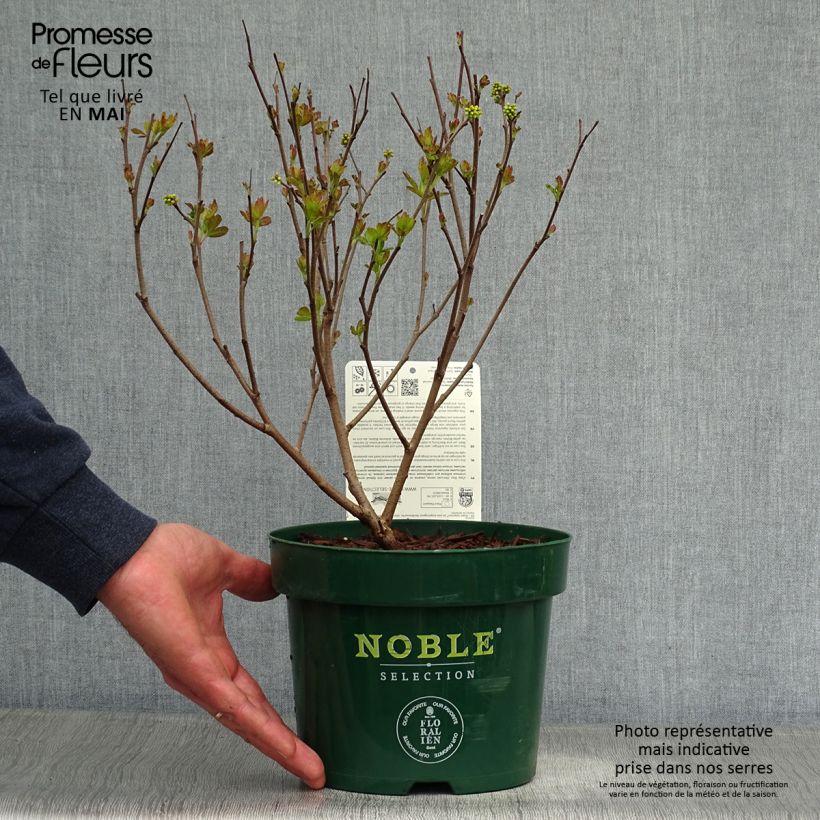 Example of Sumac aromatique - Rhus aromatica Gro-Low Pot de 3L/4L as you get in printemps