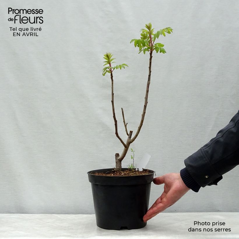 Example of Sumac de Virginie - Rhus typhina Pot de 4L/5L as you get in printemps