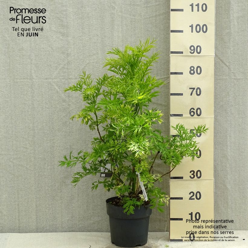 Spécimen de Sureau à grappes - Sambucus racemosa Golden Lace Pot de 6L/7L tel que livré au printemps