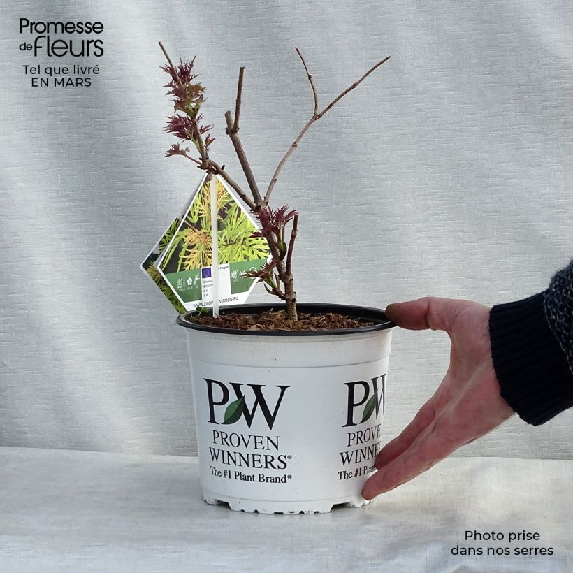 Example of Sureau à grappes - Sambucus racemosa Lemony Lace Pot de 2L/3L as you get in printemps