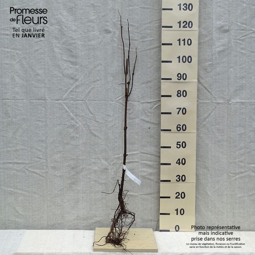 Example of Sureau à grappes - Sambucus racemosa Racines nues as you get in hiver