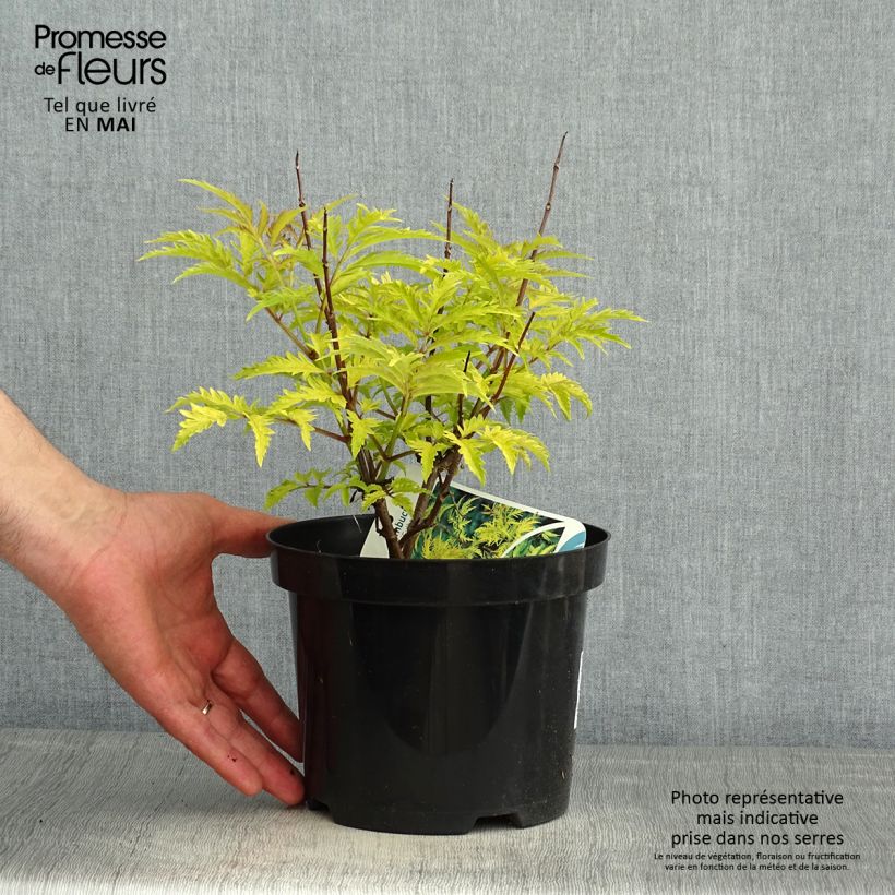 Spécimen de Sureau à grappes - Sambucus racemosa Sutherland Gold Pot de 2L/3L tel que livré au printemps