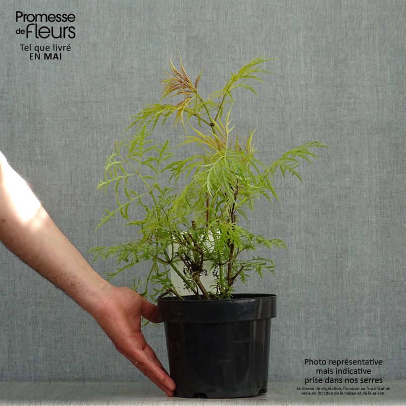 Example of Sureau à grappes - Sambucus racemosa Welsh Gold Pot de 3L/4L as you get in printemps