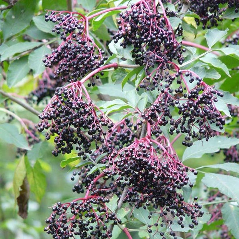Sureau noir - Sambucus nigra Haschberg (Harvest)