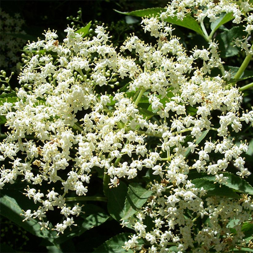 Sureau noir - Sambucus nigra Korsor (Flowering)